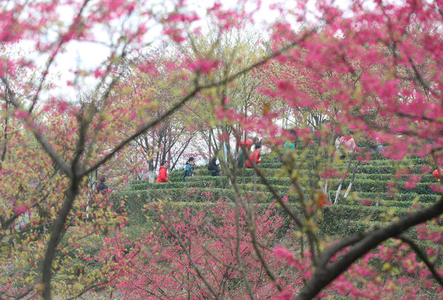 樱花 茶园 春光