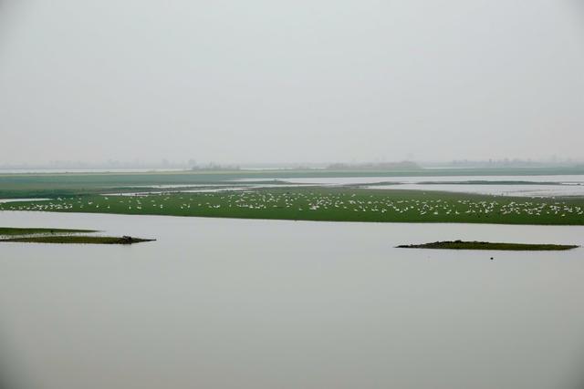 洞庭湖 湿地 自然 环境 西洞庭湖