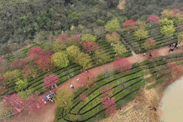 樱花 茶园 春光