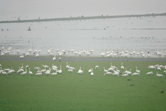 洞庭湖 湿地 自然 环境 西洞庭湖