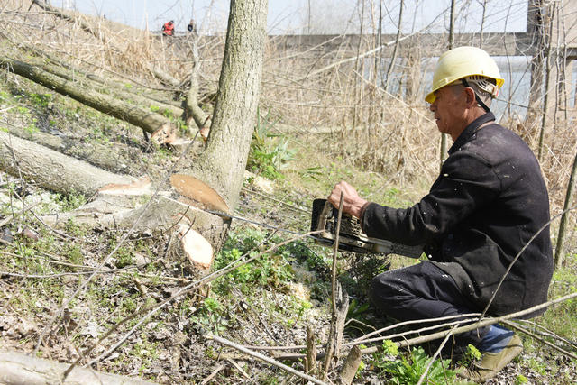 防汛保安   河道  障碍物  速生杨树  扫障清四乱  