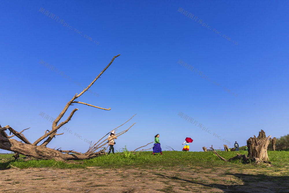 胡杨林 长沙望城 自然风光 网红打卡地 休闲 周边游