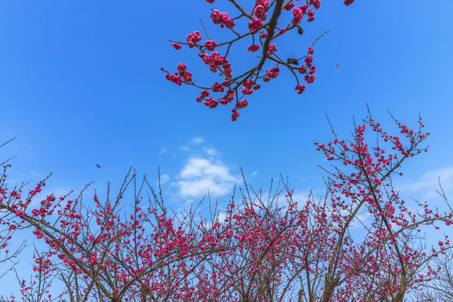 长沙县 松雅湖 梅花 旅游 