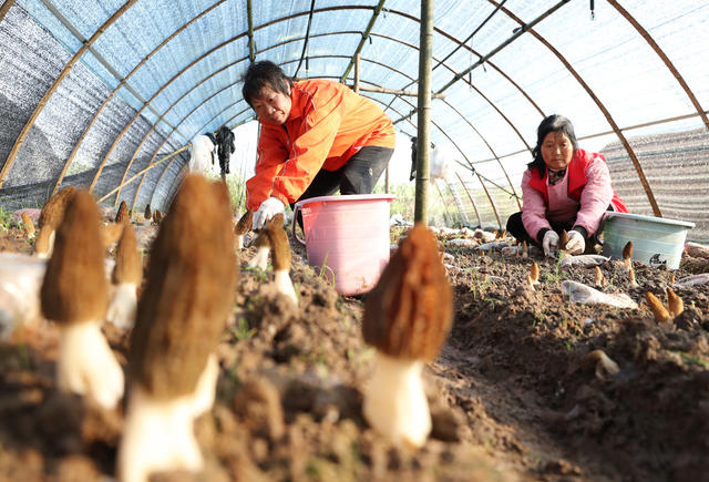 羊肚菌 特色 种植 乡村振兴