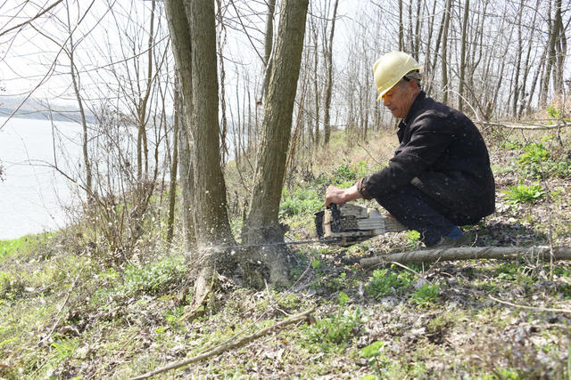 防汛保安   河道  障碍物  速生杨树  扫障清四乱  