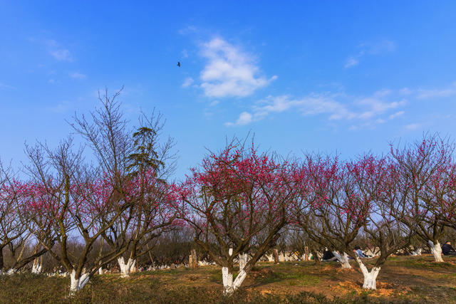 长沙县 松雅湖 梅花 旅游 