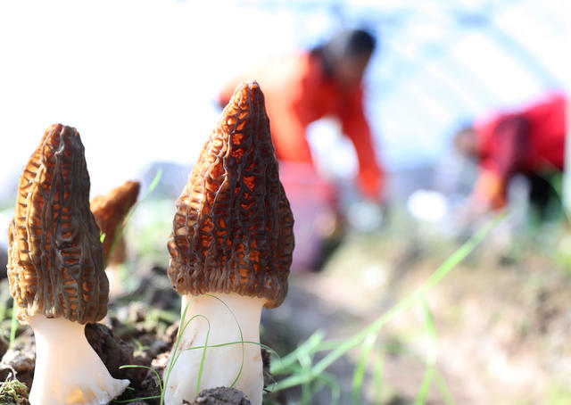 羊肚菌 特色 种植 乡村振兴