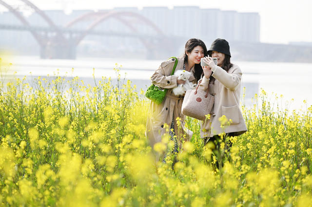 长沙 湘江 油菜花 春光 赏花 