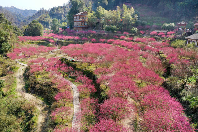 永顺 土家族 陈家坡 梅园 乡村振兴 美丽乡村