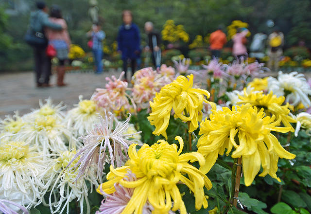 岳麓山菊花展