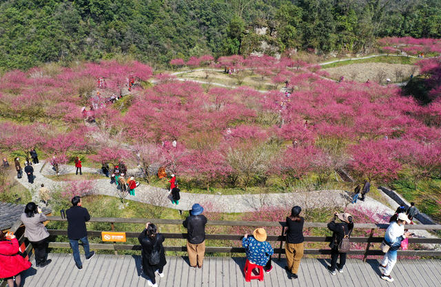 永顺 土家族 陈家坡 梅园 乡村振兴 美丽乡村