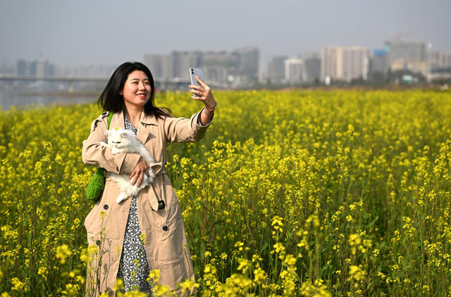 长沙 湘江 油菜花 春光 赏花 
