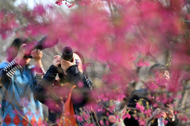 湖南省森林植物园 绣眼鸟 樱花 