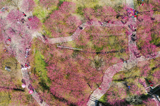 永顺 土家族 陈家坡 梅园 乡村振兴 美丽乡村