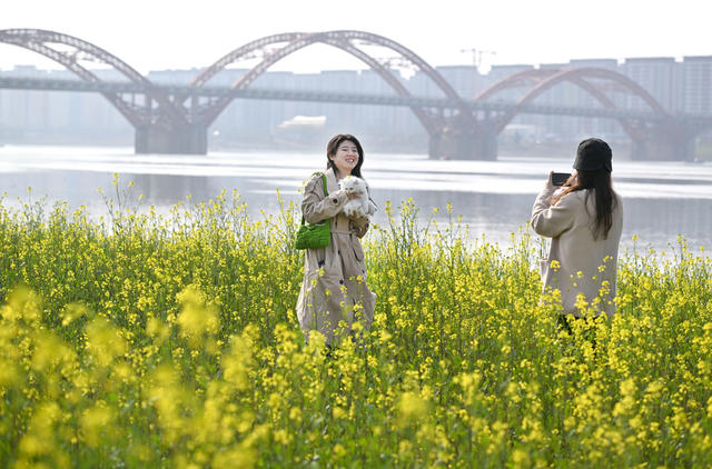 长沙 湘江 油菜花 春光 赏花 