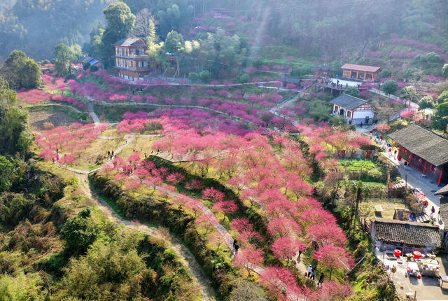永顺 土家族 陈家坡 梅园 乡村振兴 美丽乡村