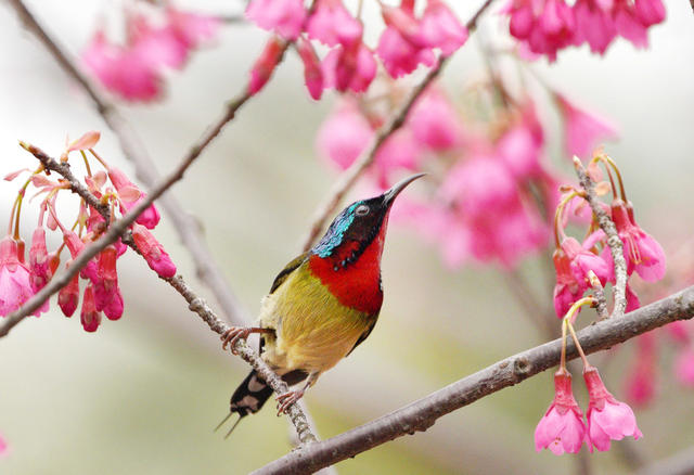 湖南省森林植物园 绣眼鸟 樱花 