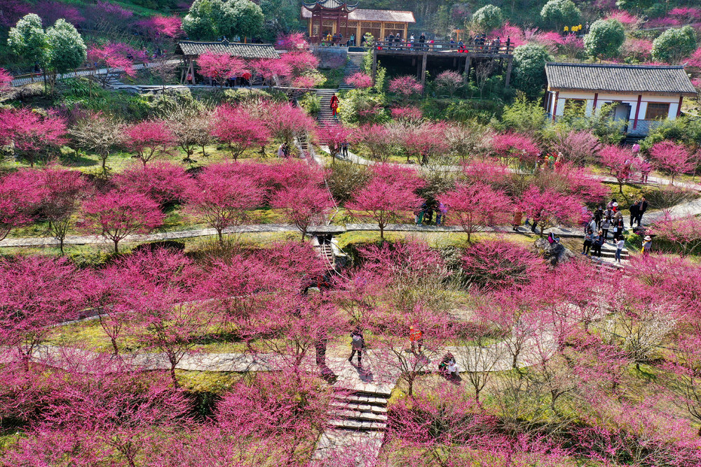 永顺 土家族 陈家坡 梅园 乡村振兴 美丽乡村