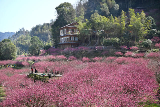 永顺 土家族 陈家坡 梅园 乡村振兴 美丽乡村