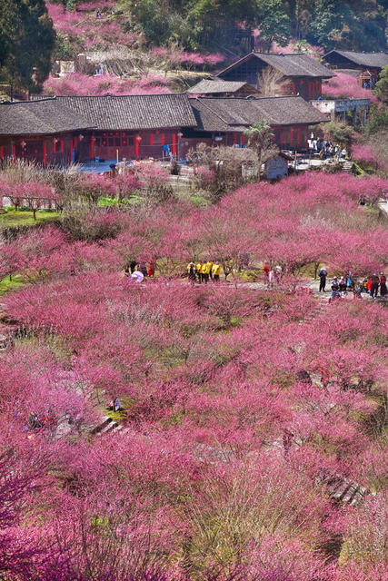 永顺 土家族 陈家坡 梅园 乡村振兴 美丽乡村