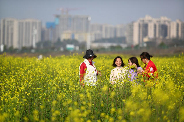 长沙 湘江 油菜花 春光 赏花 