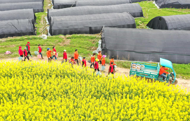 羊肚菌 三农 衡阳 农业 乡村振兴