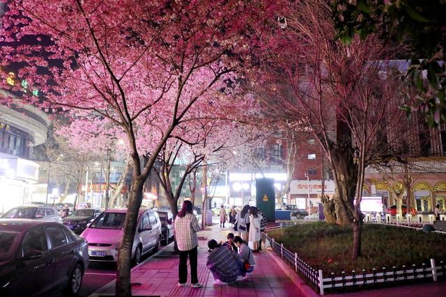 2022年春天 樱花 城市风光 城市建设 自然环境 