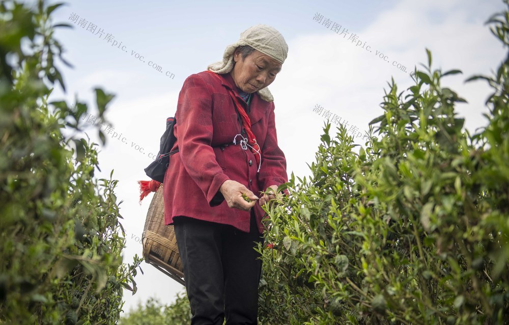 湖南双牌  茶园  采摘忙