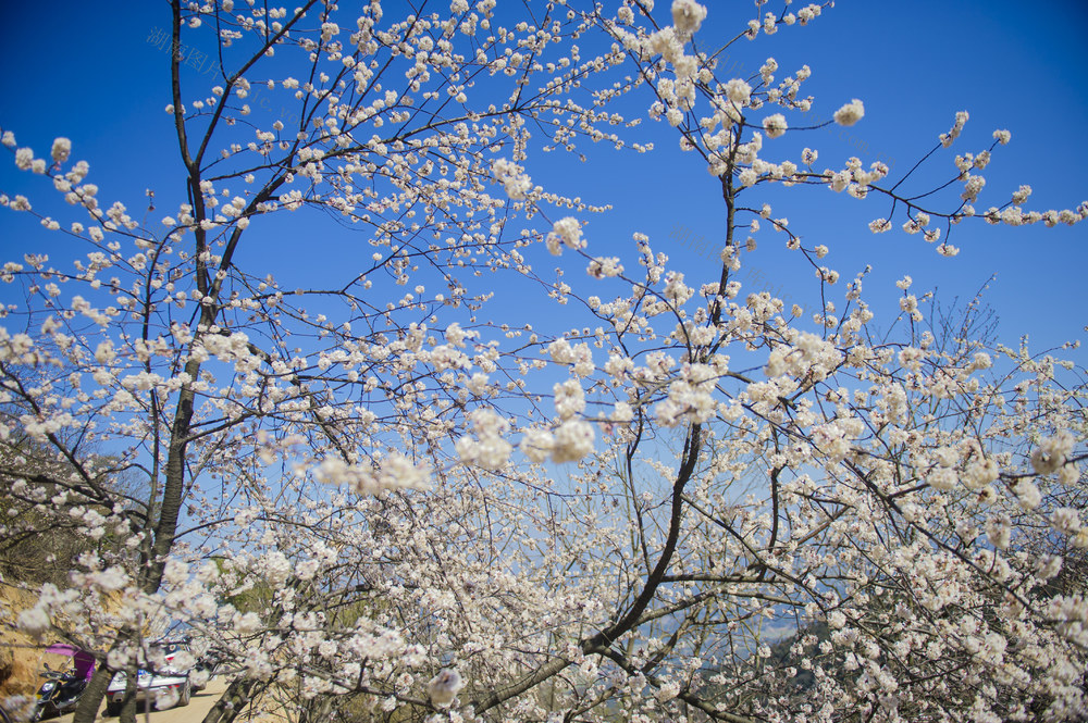 乡村旅游，生态旅游  樱花