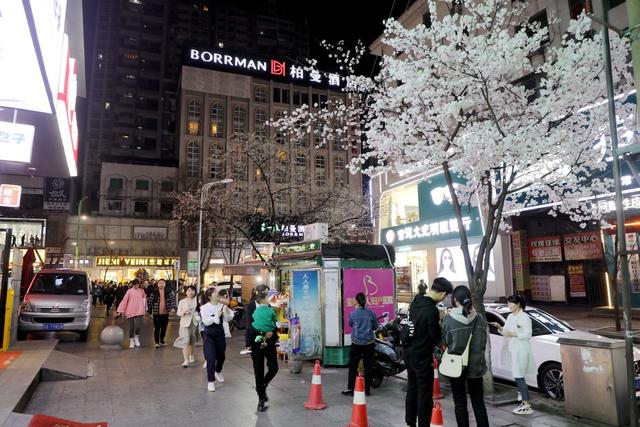 2022年春天 樱花 城市风光 城市建设 自然环境 