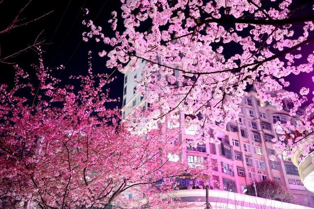2022年春天 樱花 城市风光 城市建设 自然环境 