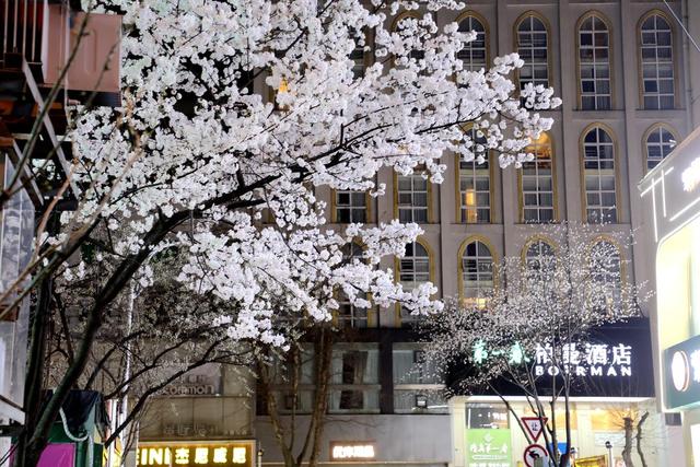2022年春天 樱花 城市风光 城市建设 自然环境 