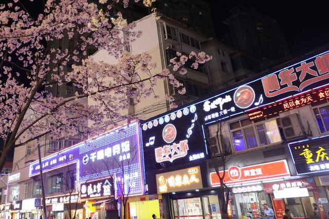 2022年春天 樱花 城市风光 城市建设 自然环境 