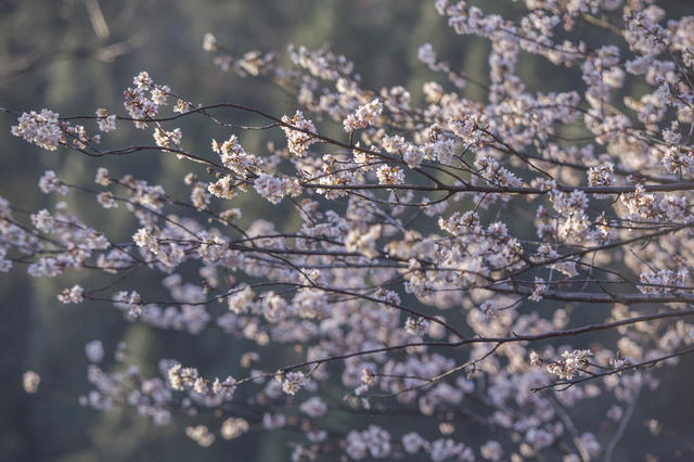 乡村旅游，生态旅游  樱花