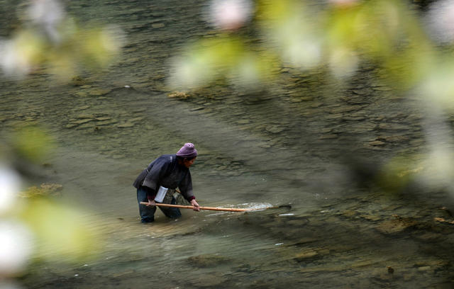 桃花虫 捕捞 苗家 佳肴