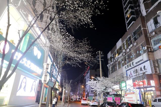 2022年春天 樱花 城市风光 城市建设 自然环境 