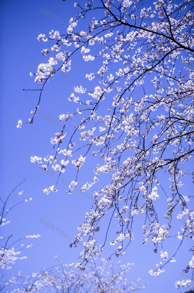 樱花，乡村旅游节  