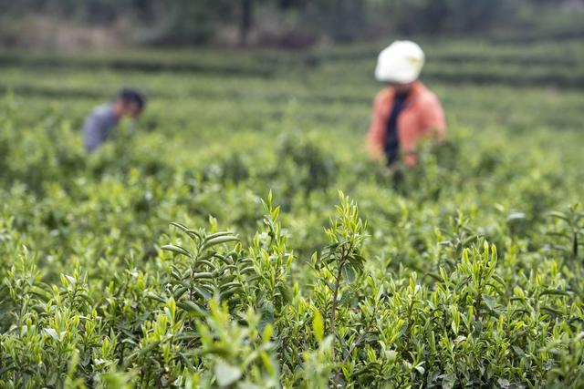 湖南双牌  茶园  采摘忙
