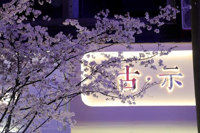 2022年春天 樱花 城市风光 城市建设 自然环境 