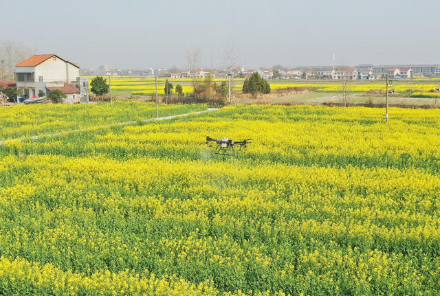 油菜  病虫害   无人机  专业飞防