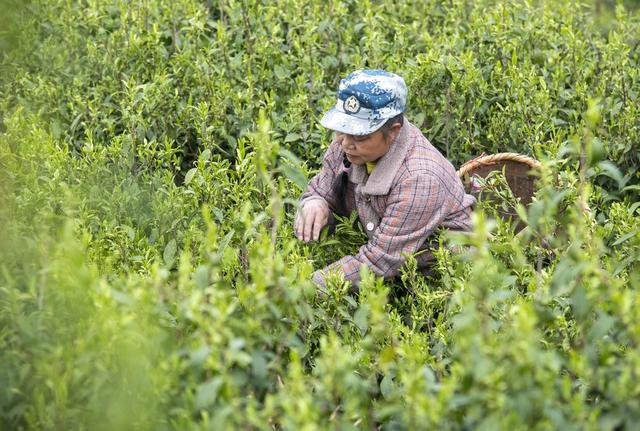 湖南双牌  茶园  采摘忙
