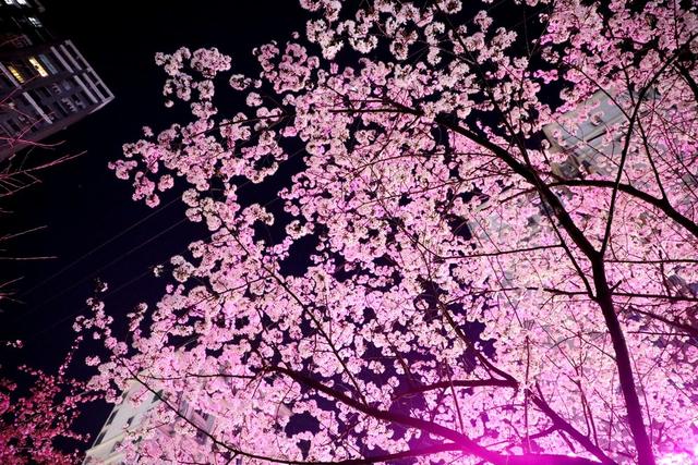 2022年春天 樱花 城市风光 城市建设 自然环境 