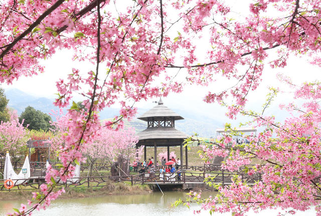 樱花 盛开 游客 踏青 赏花 美景
