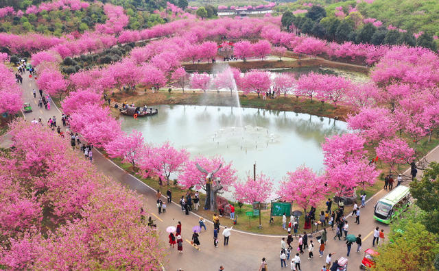 樱花 盛开 游客 踏青 赏花 美景