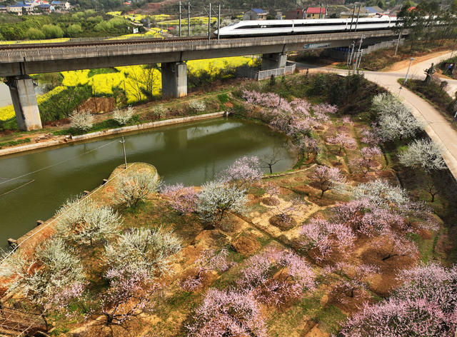高铁 春天 花海 美景