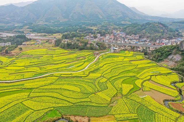 2022年3月13日，湖南省永州市道县仙子脚镇下坝洞村近千亩油菜花陆续盛开，与蜿蜒道路、错落梯田交相呼应，构成了美丽的春日画卷。