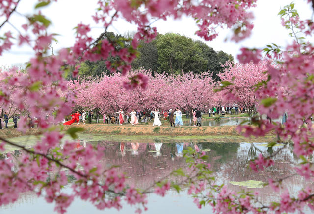 樱花 盛开 游客 踏青 赏花 美景