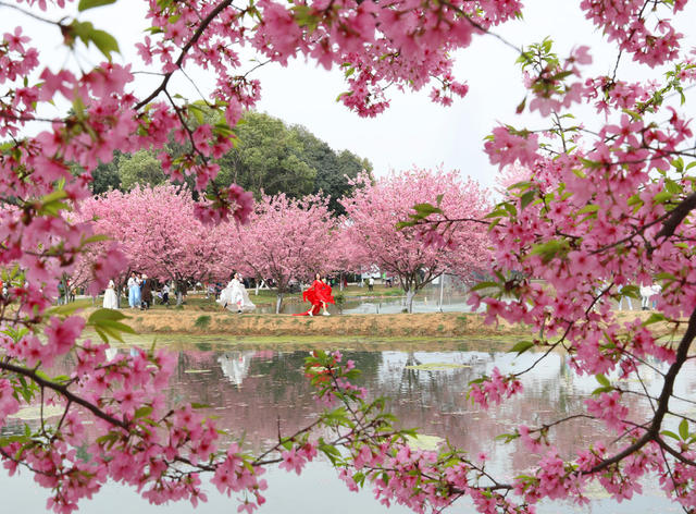 樱花 盛开 游客 踏青 赏花 美景