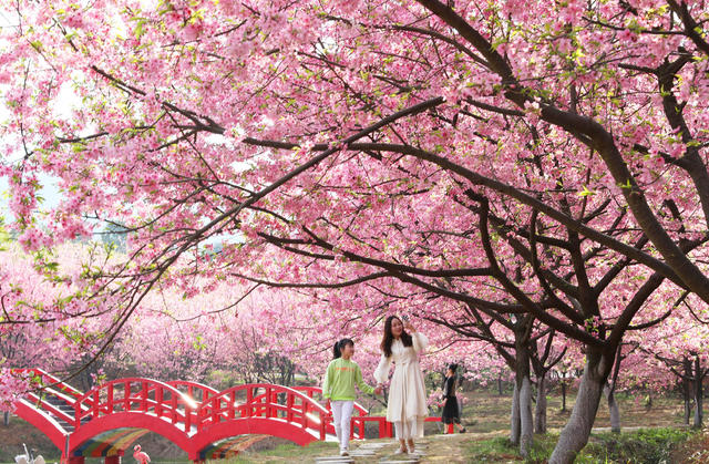 樱花 盛开 游客 踏青 赏花 美景