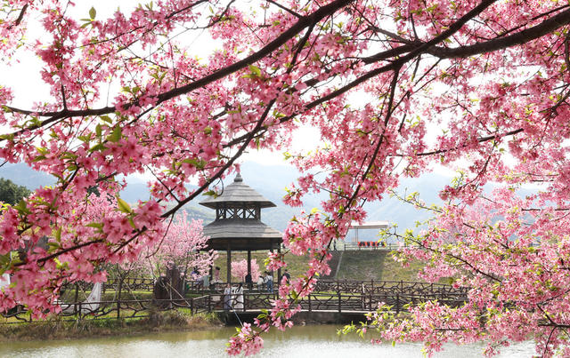 樱花 盛开 游客 踏青 赏花 美景